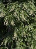 Sourwood: <i>Oxydendrum arboreum</i>