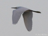 Snowy Egret (lead bird zoomed in from previous photo): Bartow Co., GA