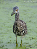 juvenile Yellow-crowned Night-Heron: Bartow Co., GA