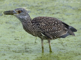 juvenile Yellow-crowned Night-Heron (with a frog in its throat): Bartow Co., GA