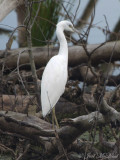 juvenile Little Blue Heron; Bartow Co., GA