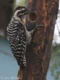 Ladder-backed Woodpecker: Patagonia, AZ