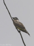 Thick-billed Kingbird: <i>Tyrannus crassirostris</i>, near Patagonia, AZ