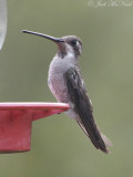 Plain-capped Starthroat: <i>Heliomaster constantii</i>, Madera Canyon, AZ