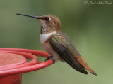 female Rufous Hummingbird: <i>Selasphorus rufus</i>, Miller Canyon, AZ