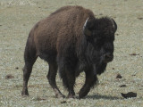 bull American Bison: Grand Canyon National Park, AZ