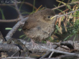 fledgling House Wren: <i>Troglodytes aedon</i>, Coconino National Forest, AZ