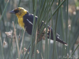 male Yellow-headed Blackbird: Kachina Wetlands- Flagstaff, AZ