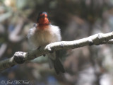 Red-faced Warbler: Mt. Lemmon, AZ