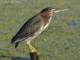 Green Heron: Bartow Co., GA