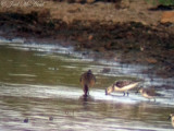 Sanderling: Bartow Co., GA