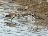 juv. Short-billed Dowitcher (with Pectoral Sandpipers and Killdeer): Bartow Co., GA