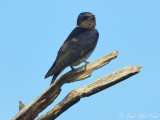 Purple Martin: Lorain Co., OH