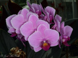 <i>Phalaenopsis</i> hybrid