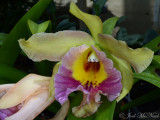 <i>Cattleya</i> hybrid