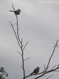 Scissor-tailed Flycatchers: Bartow Co., GA