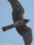 Northern Harrier: Bartow Co., GA