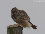 young Red-shouldered Hawk: Bartow Co., GA