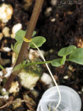 <i>Cuscuta harperi</i> seedling parasitizing Alfalfa