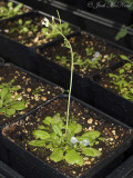 <i>Cuscuta campestris</i> seedling parasitizing <i>Arabidopsis</i>