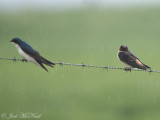 early Cliff Swallow, Petrochelidon pyrrhonota (on right, with Tree Swallow): Bartow Co., GA
