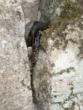 Pigeon Mountain Salamander: <i>Plethodon petraeus</i>, in rock crevice habitat