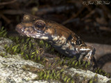 Pigeon Mountain Salamander: <i>Plethodon petraeus</i>