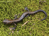 Pigeon Mountain Salamander: <i>Plethodon petraeus</i>