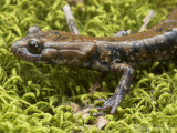 Pigeon Mountain Salamander: <i>Plethodon petraeus</i>