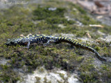 Green Salamander: <i>Aneides aeneus</i>