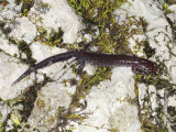 Southern Zigzag Salamander: <i>Plethodon ventralis</i>