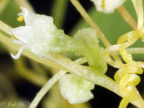 Cuscuta pentagona: Five-angled Dodder