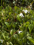 <i>Heliamphora minor</i>