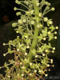 <i>Nepenthes truncata</i>, inflorescence