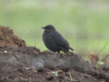 female Brewer's Blackbird: Bartow Co., GA