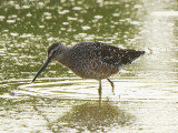Long-billed Dowitcher: Bartow Co., GA
