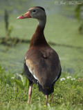 Black-bellied Whistling-Duck: Bartow Co., GA