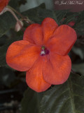 Impatiens: <i>Impatiens walleriana</i>