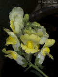 Snapdragon: <i>Antirrhinum majus<i>