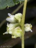 Peruvian Dodder: <i>Cuscuta obtusiflora</i>