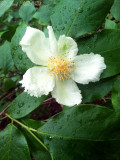 Mountain Camellia: <i>Stewartia ovata</i>