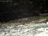 Green Salamander: <i>Aneides aeneus</i>