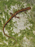 Long-tailed Salamander: <i>Eurycea longicauda</i>