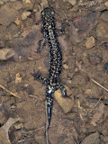 Northern Slimy Salamander: <i>Plethodon glutinosus</i>