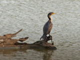 Double-crested Cormorant: Bartow Co., GA