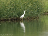 juv. Little Blue Heron: Bartow Co., GA