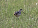 Marbled Godwit: Weld Co., CO
