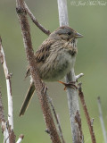 Lincoln's Sparrow: Rocky Mountain NP, Larimer Co., CO