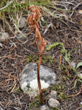 Spotted Coralroot: <i>Corallorhiza maculata</i>