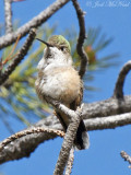 female Broad-tailed Hummingbird: Rocky Mountain NP, Larimer Co., CO